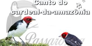 canto do cardeal-da-amazonia