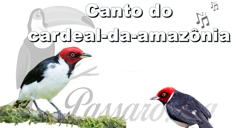 canto do cardeal-da-amazonia