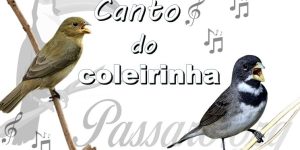 canto do coleirinha