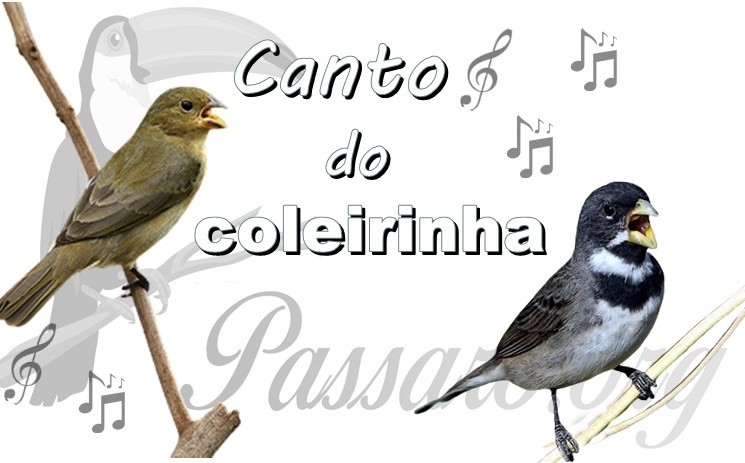 canto do coleirinha