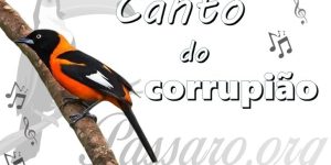 canto do corrupiao