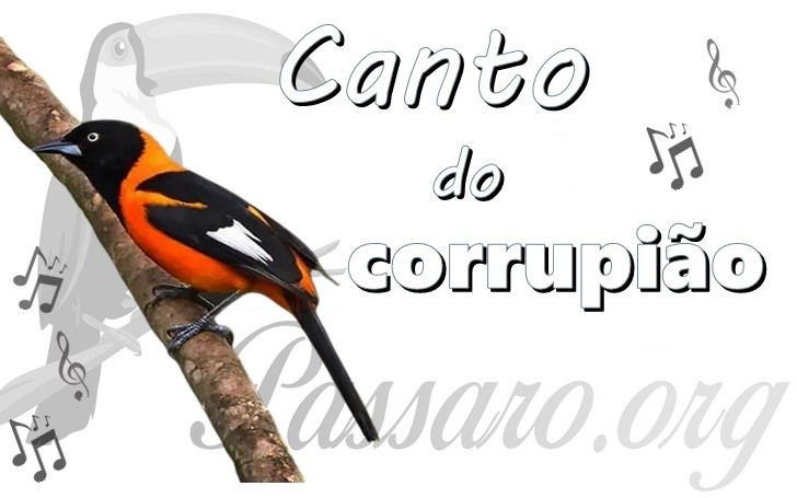 canto do corrupiao