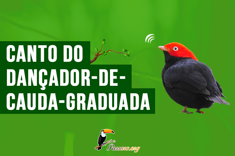 canto do dancador-de-cauda-graduada