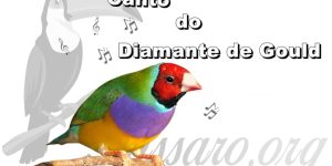 canto do diamante de gould