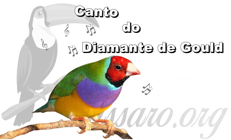 canto do diamante de gould