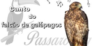 canto do falcao de galapagos