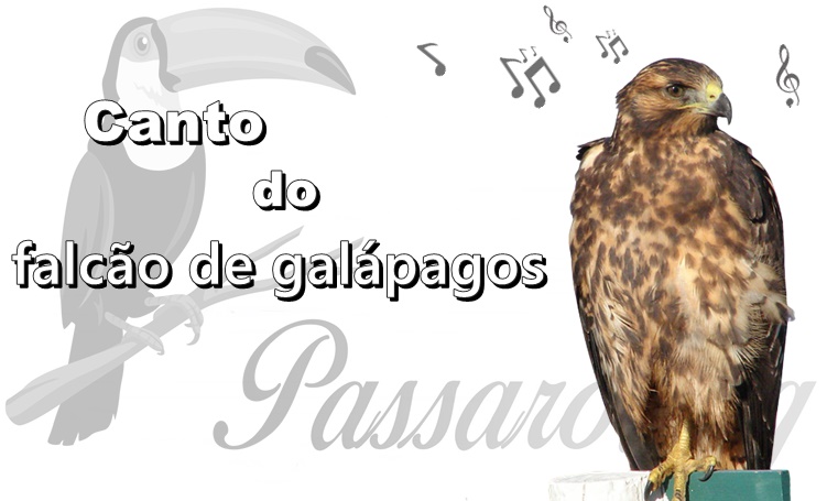 canto do falcao de galapagos