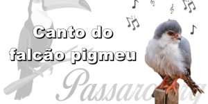 canto do falcao pigmeu