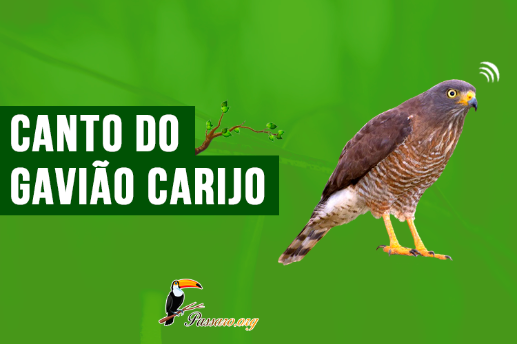 canto do gaviao carijo