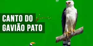 canto do gavião pato