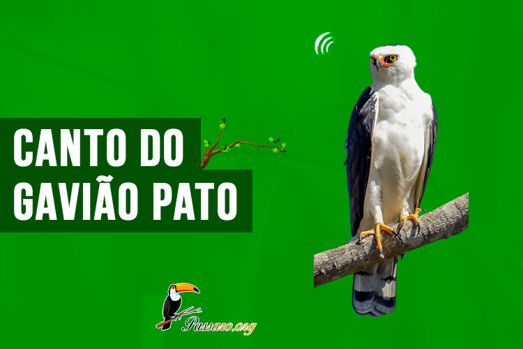 canto do gavião pato