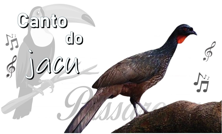 canto do jacu