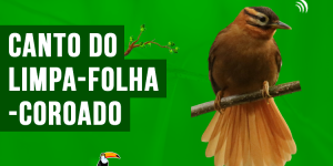 canto do limpa-folha-coroado