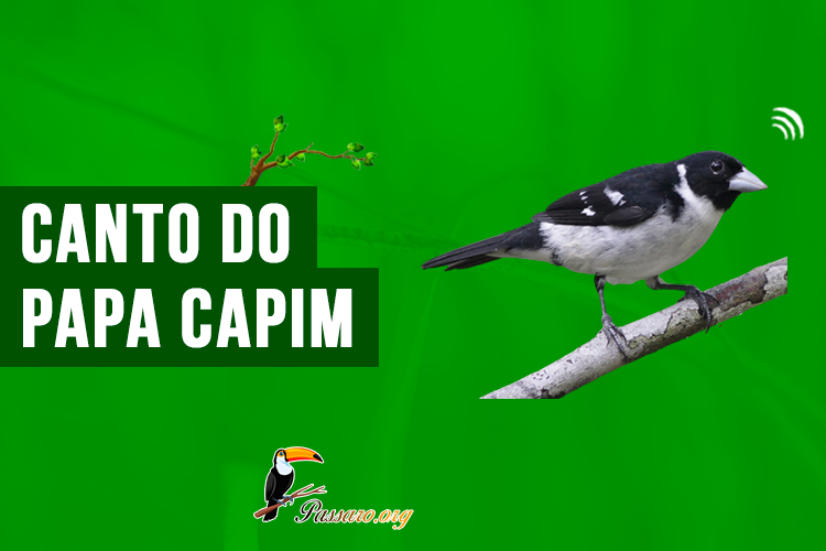 CANTO DO PAPA CAPIM TUI TUI PURO. O papa-capim, papa-capim-capuchinho