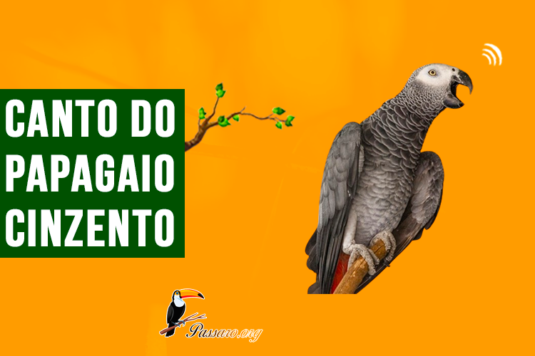 canto do papagaio cinzento