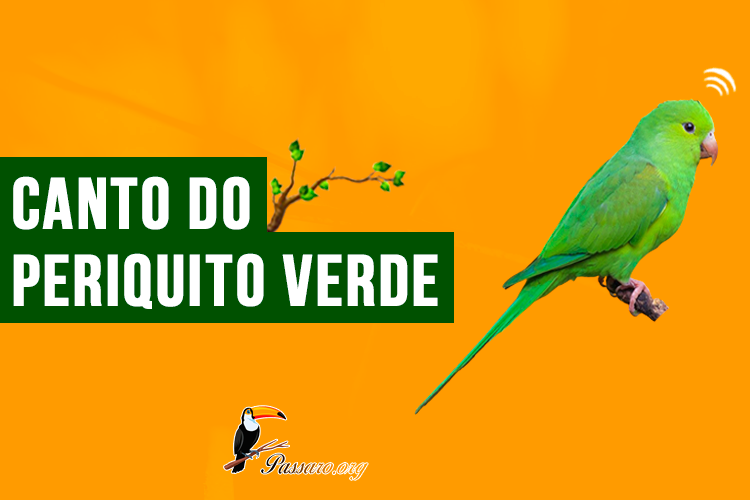 canto do periquito verde