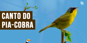 canto do pia-cobra