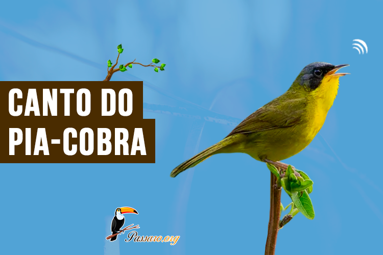 canto do pia-cobra