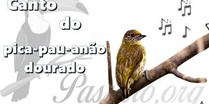 canto do pica-pau-anao-dourado