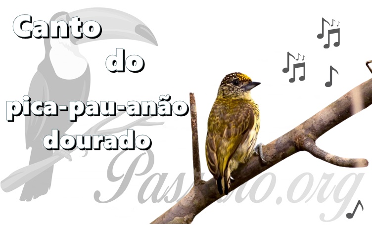 canto do pica-pau-anao-dourado