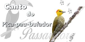 canto do pica-pau-bufador