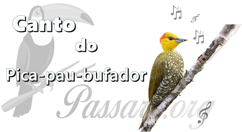 canto do pica-pau-bufador