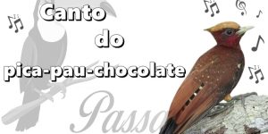 canto do pica-pau-chocolate