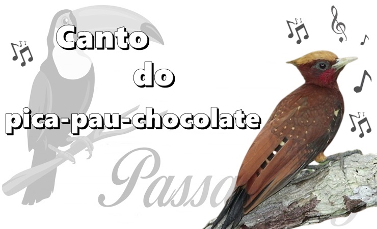 canto do pica-pau-chocolate