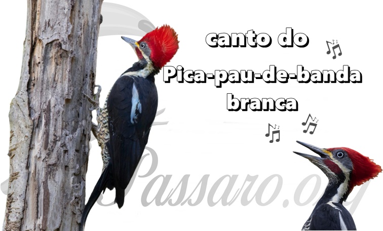 canto do pica-pau-de-banda-branca