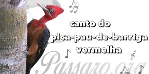 canto do pica-pau-de-barriga-vermelha