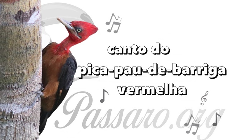 canto do pica-pau-de-barriga-vermelha