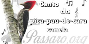 canto do pica-pau-de-cara-canela