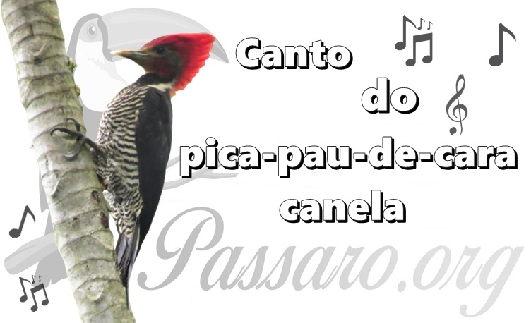 canto do pica-pau-de-cara-canela