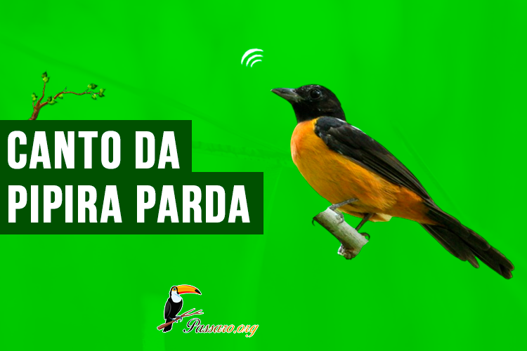 canto do pipira parda