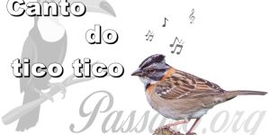 canto do tico tico