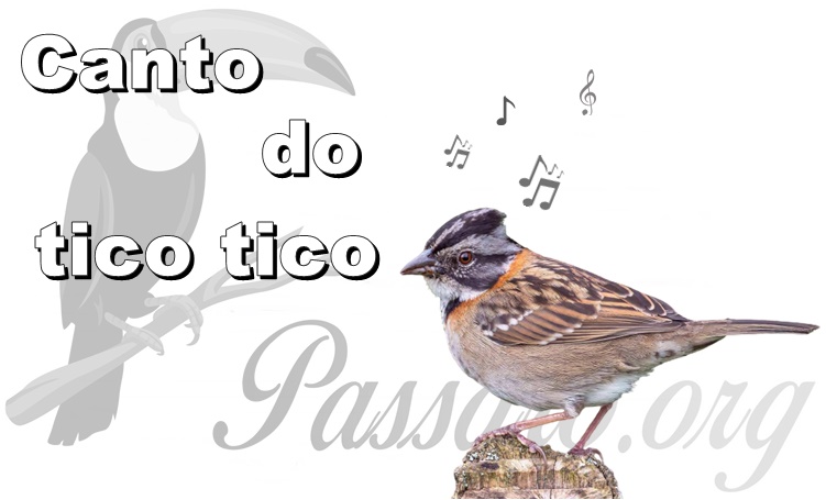 canto do tico tico