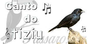 canto do tiziu