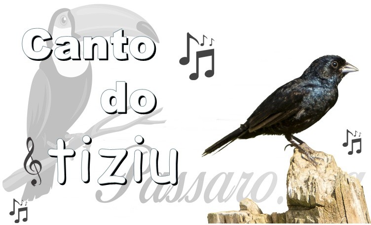 canto do tiziu