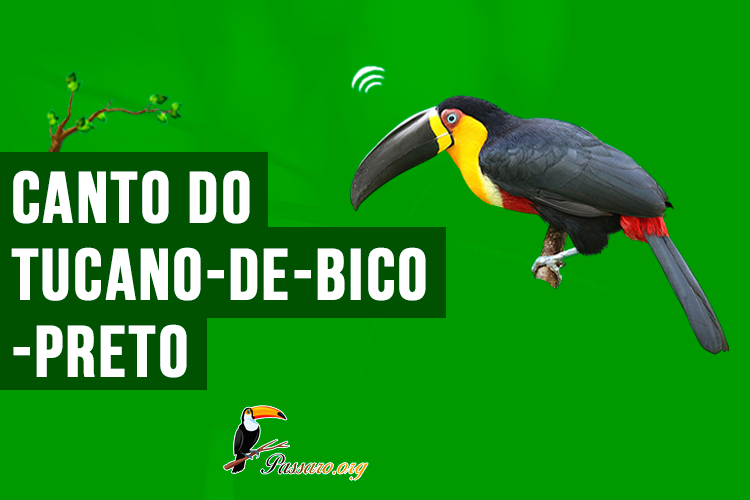 canto do tucano-de-bico-preto