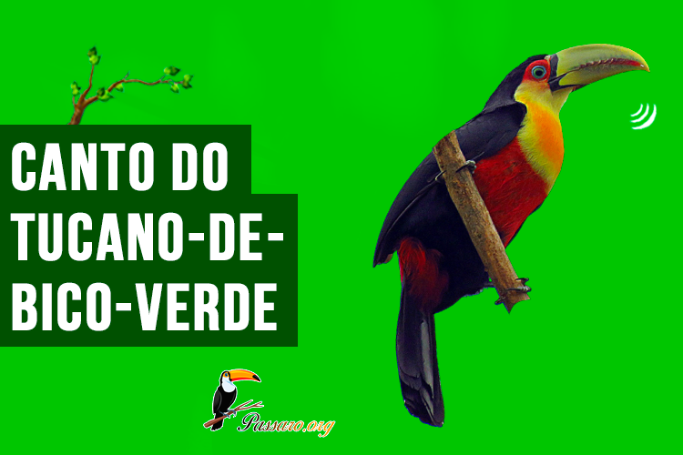 Canto do tucano-de-bico-verde