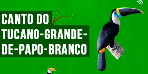 canto do tucano-grande-de-papo-branco