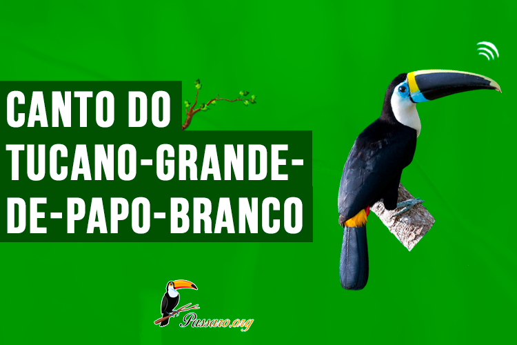 canto do tucano-grande-de-papo-branco