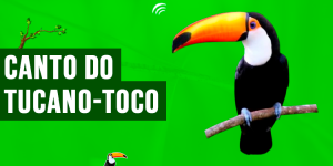 canto do tucano-toco