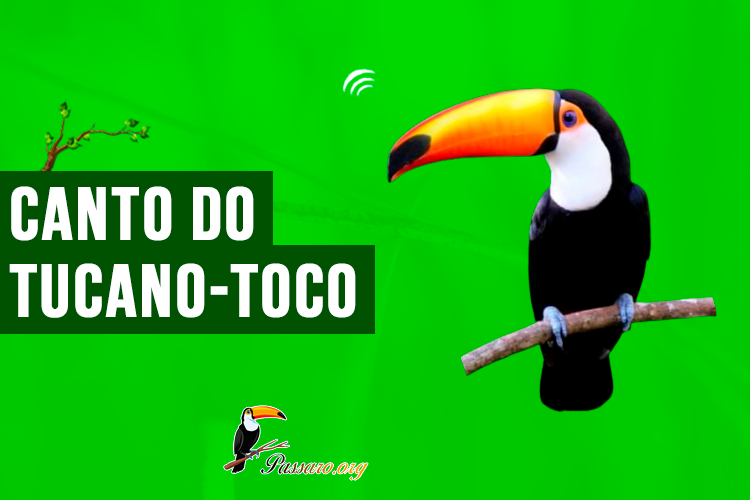 canto do tucano-toco