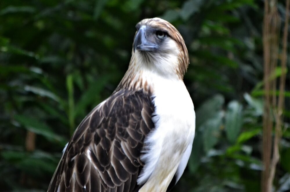 caracteristicas da aguia-das-filipinas