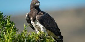 caracteristicas da aguia marcial