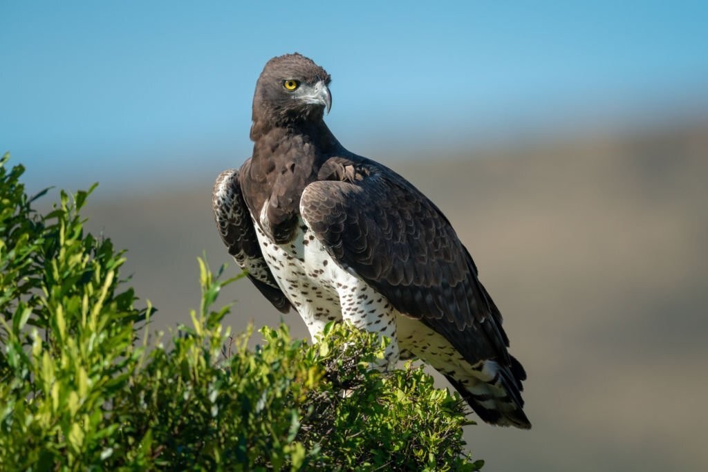 caracteristicas da aguia marcial