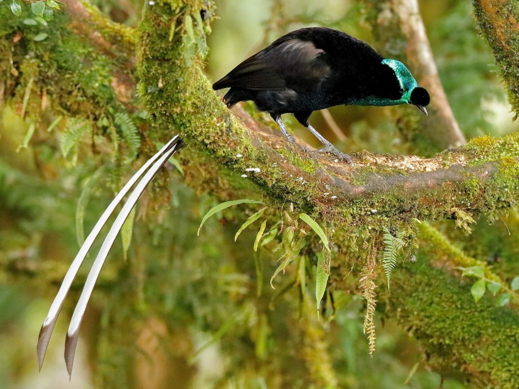 caracteristicas da astrapia-cauda-de-fita