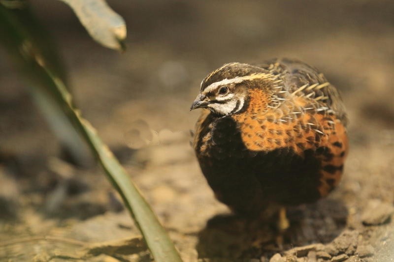 caracteristicas da codorna africana