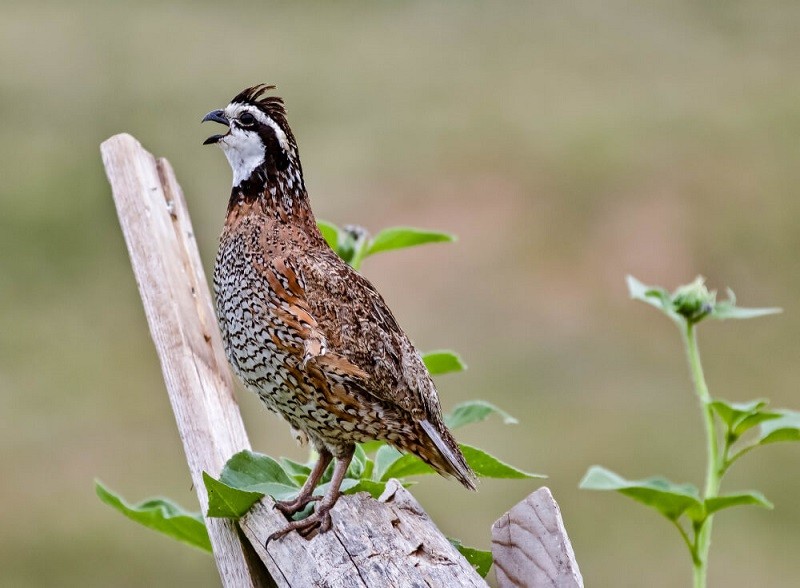 caracteristicas da codorna americana